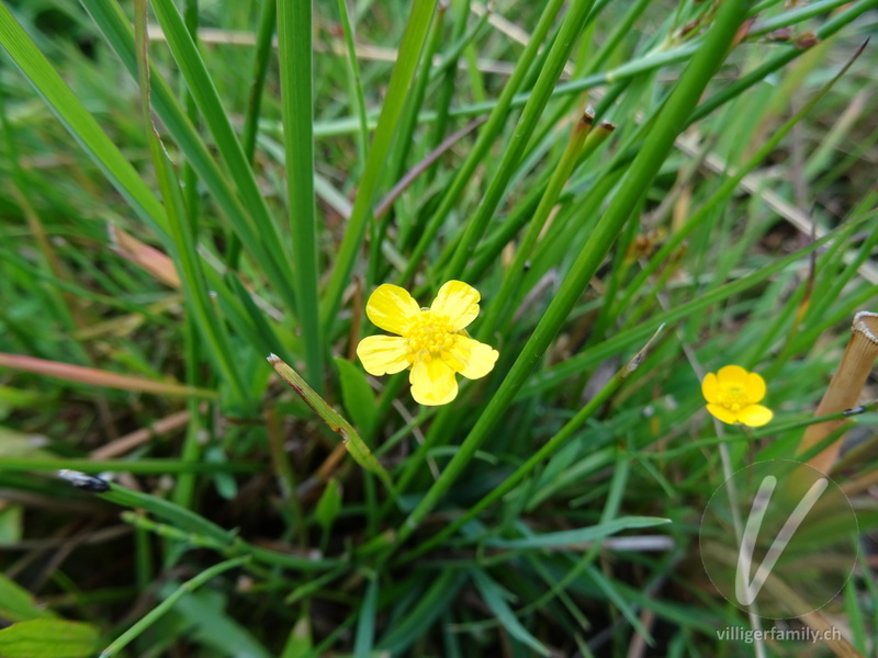 Kleiner Sumpf-Hahnenfuss: Blüten