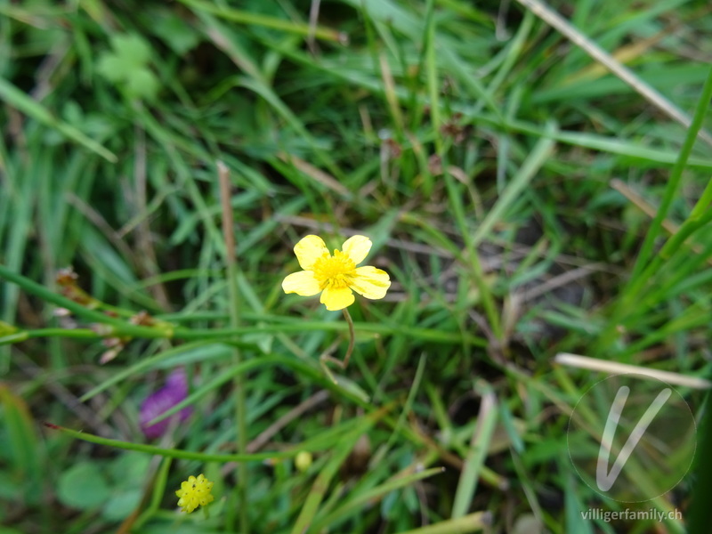 Kleiner Sumpf-Hahnenfuss: Blüten