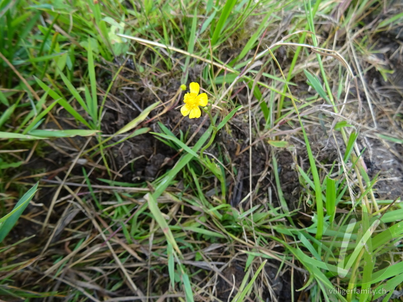 Kleiner Sumpf-Hahnenfuss: Blüten