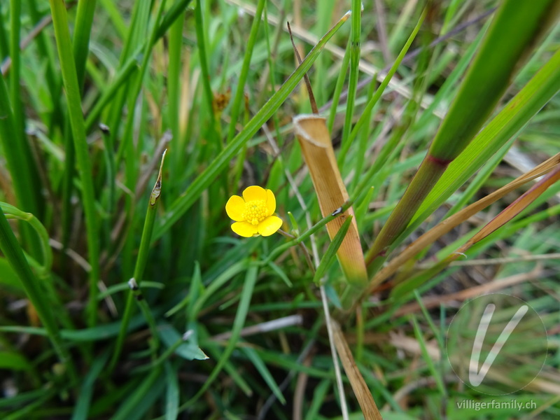 Kleiner Sumpf-Hahnenfuss: Blüten