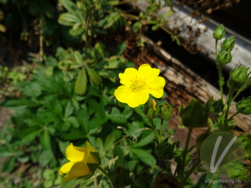 Hohes Fingerkraut: Blüten