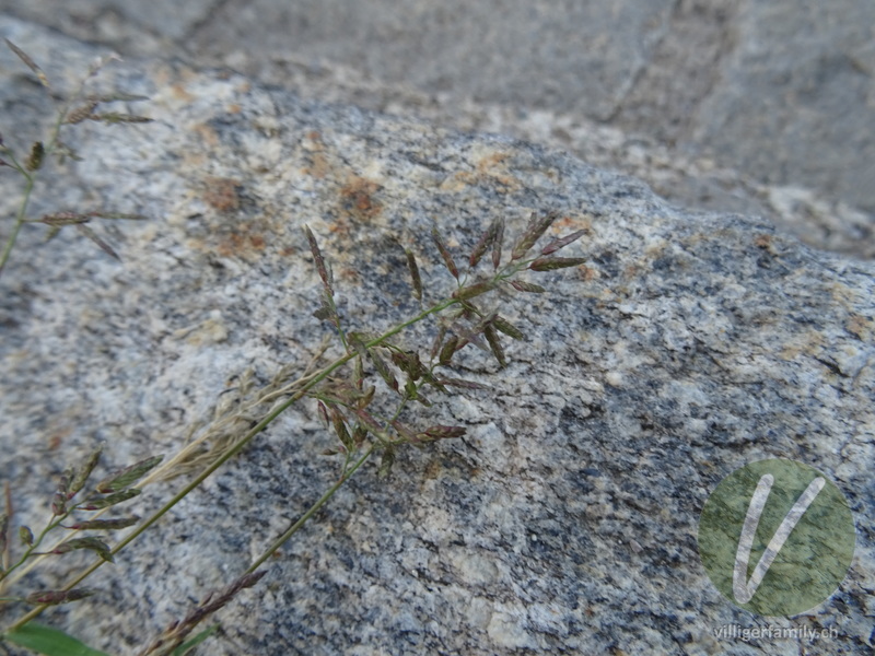 Kleines Liebesgras: Blüten