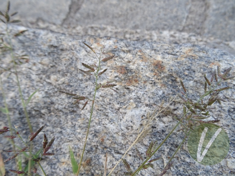 Kleines Liebesgras: Blüten