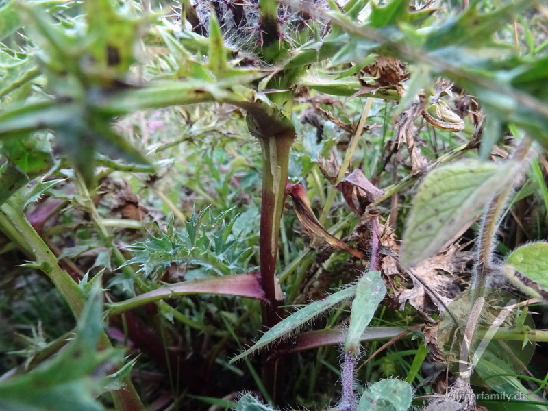 Hohe Silberdistel: Stengel