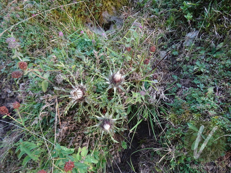 Hohe Silberdistel: Gesamtbild