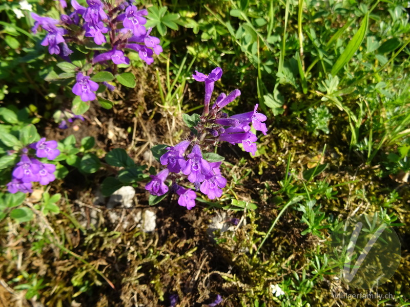 Alpen-Steinquendel: Blüten