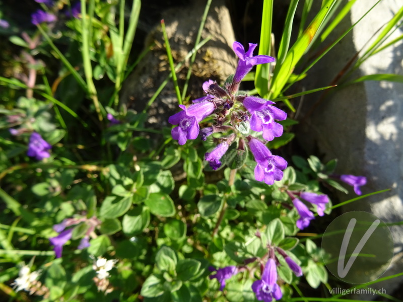 Alpen-Steinquendel: Blüten, Gesamtbild