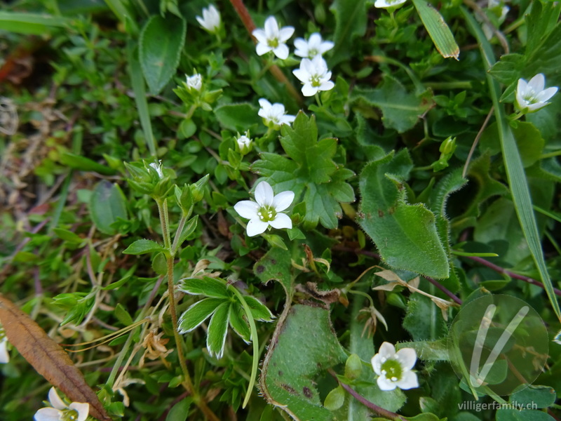 Vielstengeliges Wimper-Sandkraut: Blüten