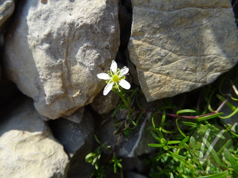 Bewimperte Nabelmiere: Blüten