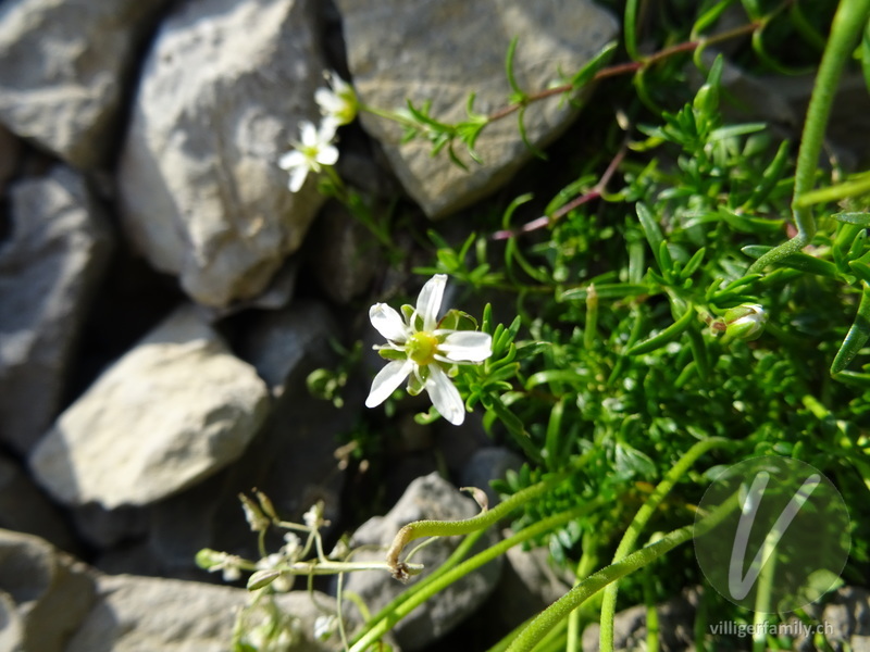 Bewimperte Nabelmiere: Blüten