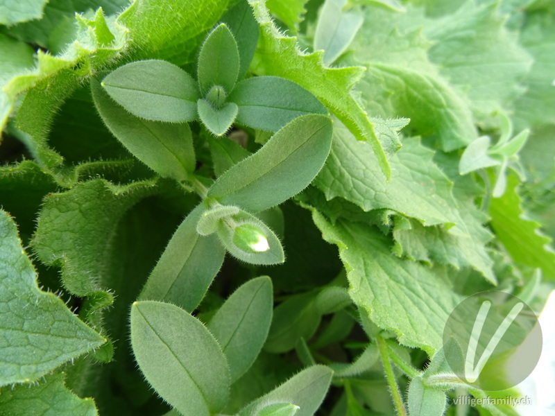 Gewöhnliches Alpen-Hornkraut: Blätter, Blüten