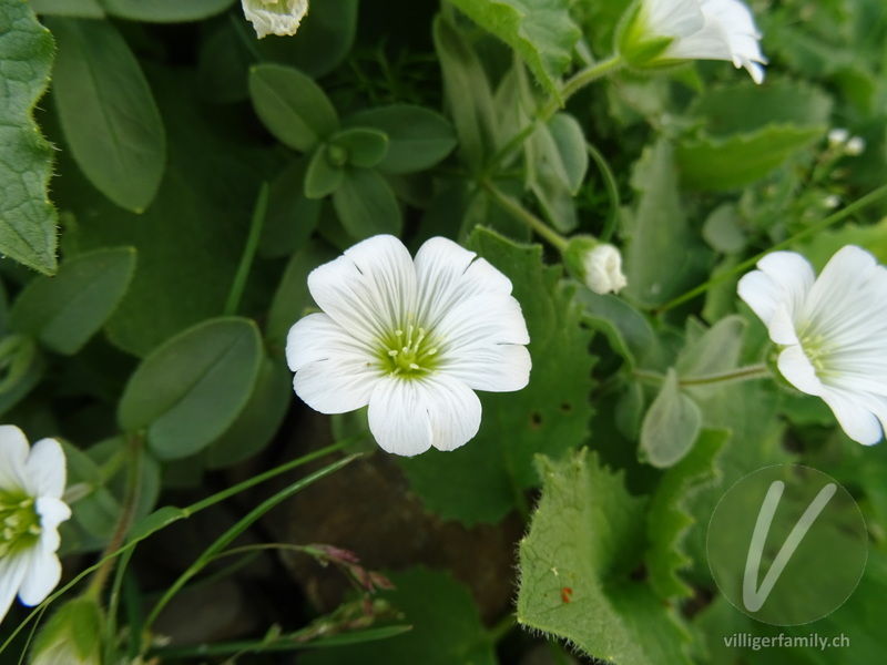 Gewöhnliches Alpen-Hornkraut: Blüten