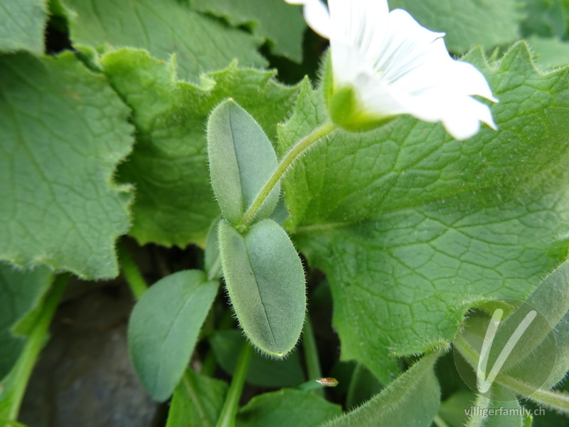 Gewöhnliches Alpen-Hornkraut: Blätter, Stengel