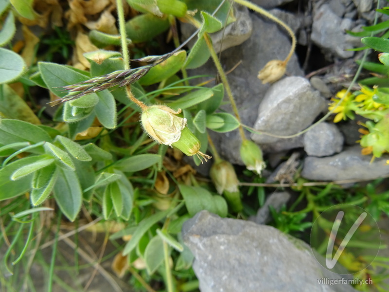 Gewöhnliches Alpen-Hornkraut: Früchte