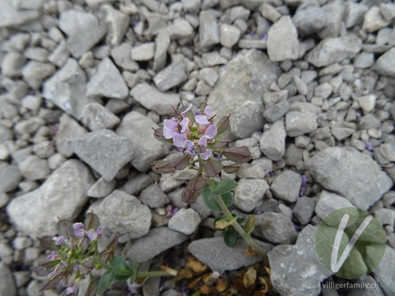 Gewöhnliches Rundblättriges Täschelkraut: Blüten, Früchte