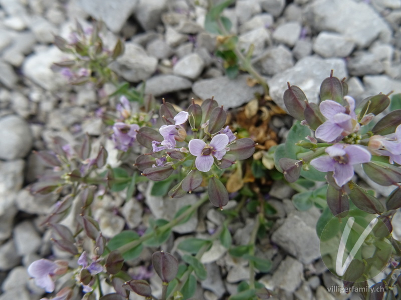 Gewöhnliches Rundblättriges Täschelkraut: Früchte, Blüten