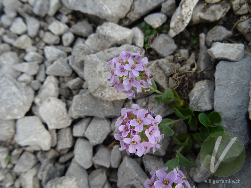 Gewöhnliches Rundblättriges Täschelkraut: Blüten