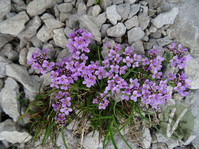 Gewöhnliches Rundblättriges Täschelkraut: Gesamtbild, Blüten