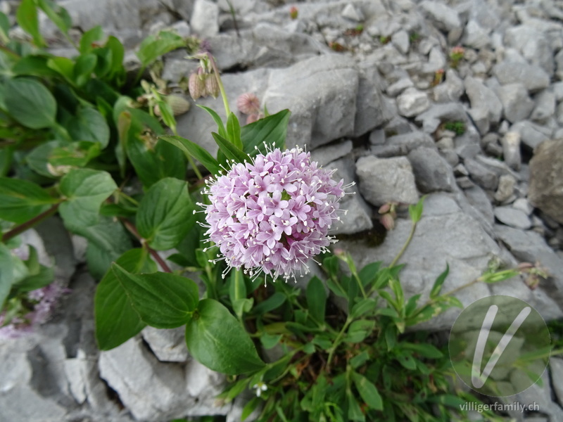 Berg-Baldrian: Blüten