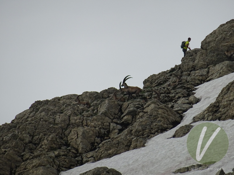 Alpen-Steinbock: 