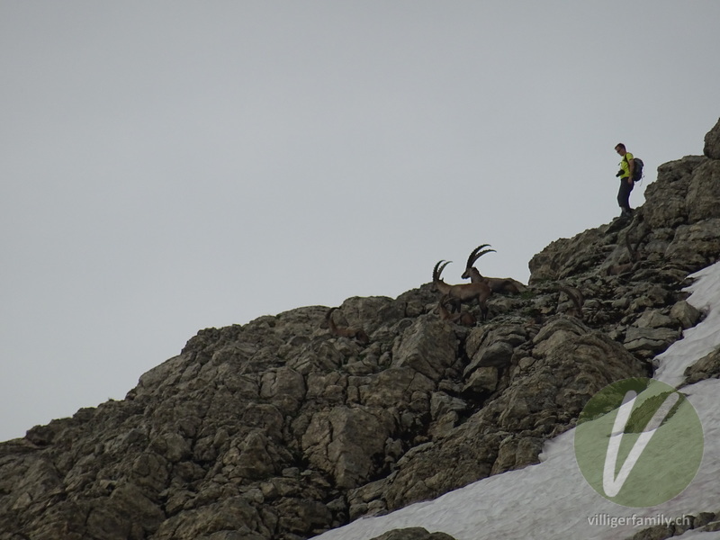 Alpen-Steinbock: 