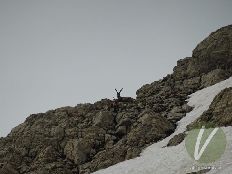 Alpen-Steinbock: 