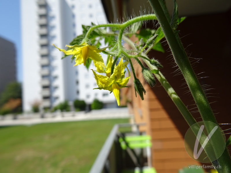 Tomate: Blüten