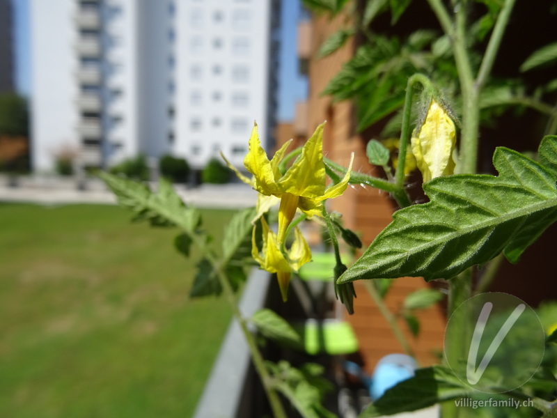 Tomate: Blüten