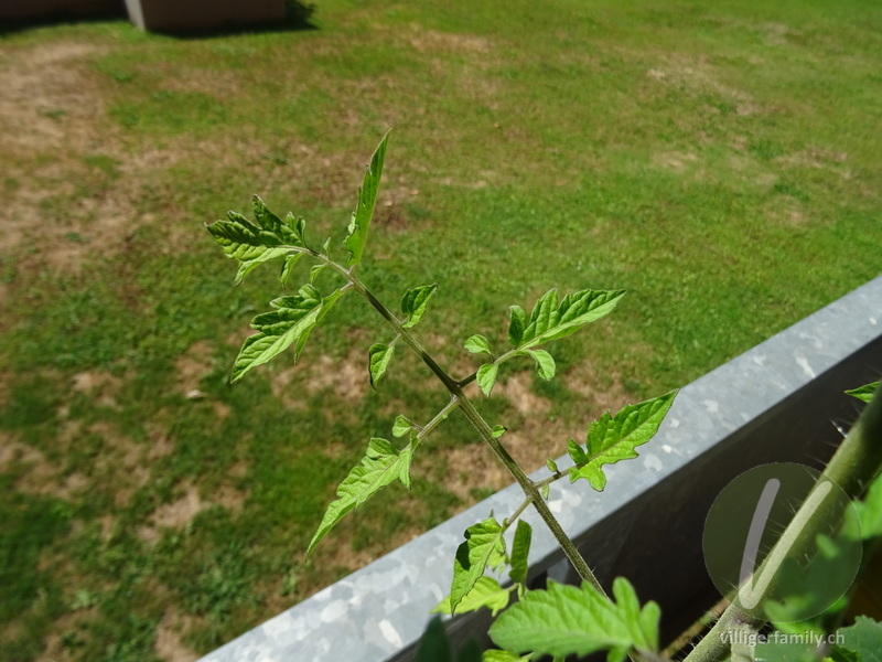 Tomate: Blätter