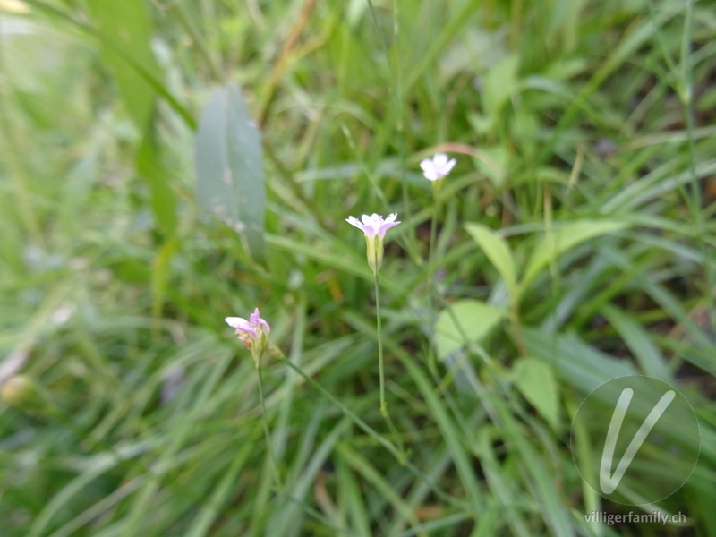 Steinbrech-Felsennelke: Blüten