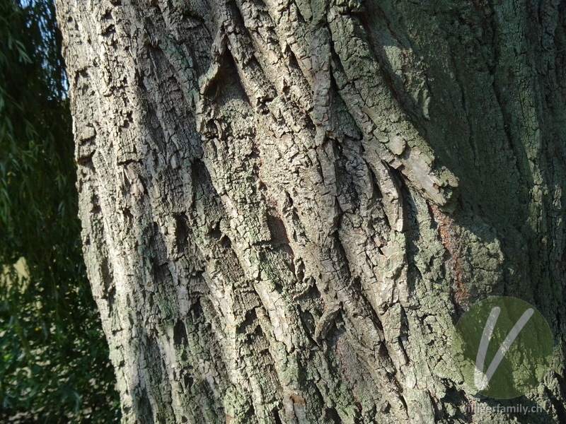 Trauer-Weide: Stengel