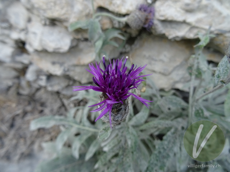 Alpen-Skabiosen-Flockenblume: Blüten