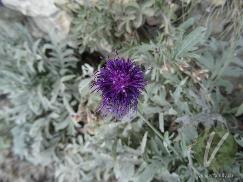 Alpen-Skabiosen-Flockenblume: Blüten