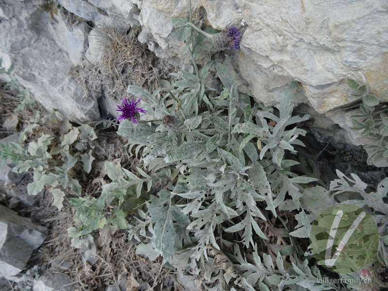 Alpen-Skabiosen-Flockenblume: Gesamtbild