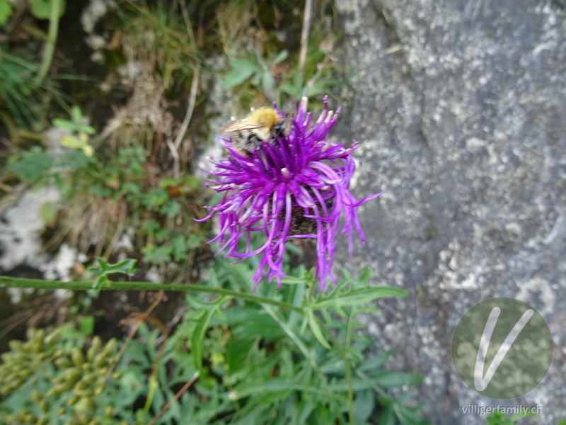 Alpen-Skabiosen-Flockenblume: Blüten