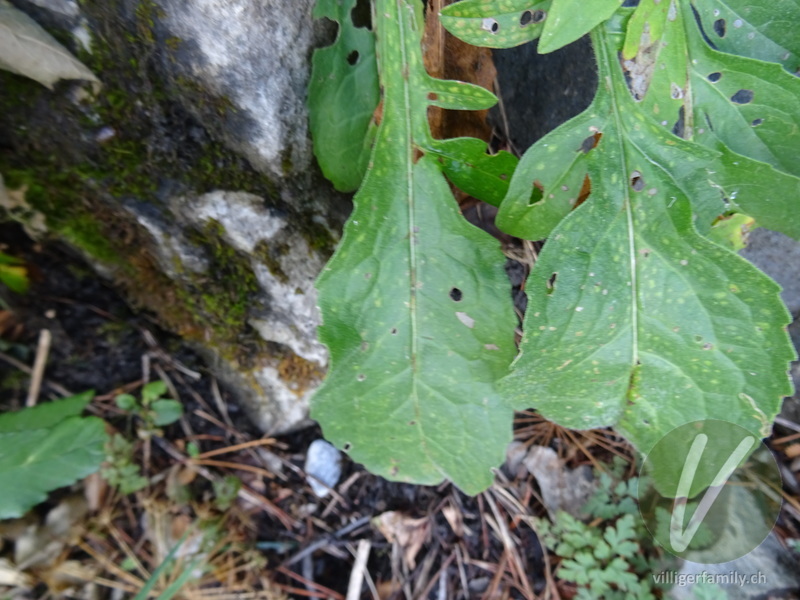 Alpen-Skabiosen-Flockenblume: Blätter