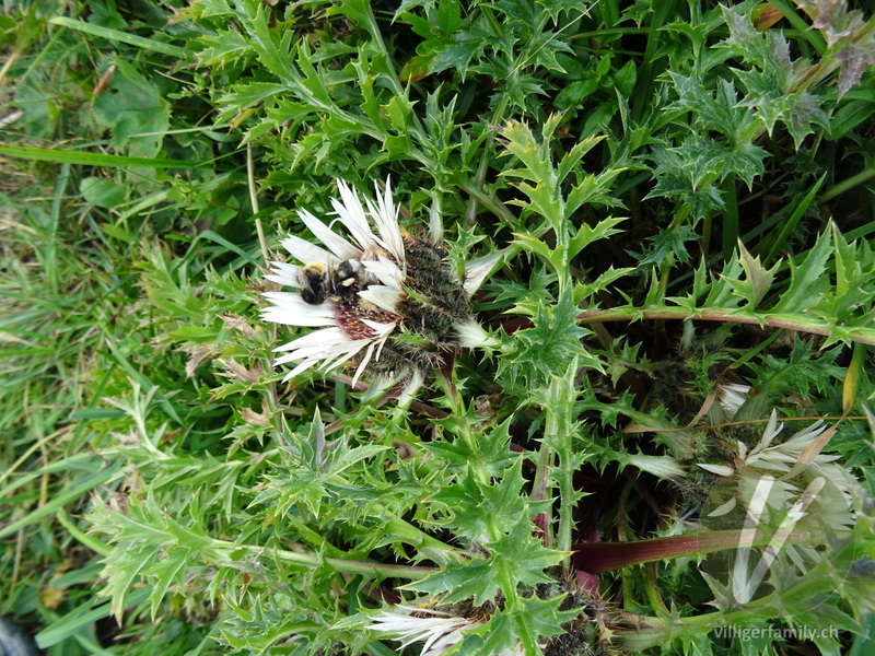 Hohe Silberdistel: Blüten, Gesamtbild