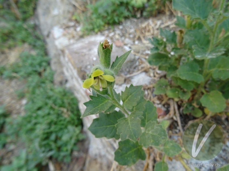 Weisses Bilsenkraut: Blüten