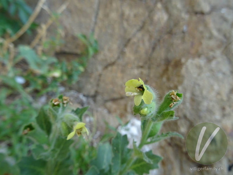 Weisses Bilsenkraut: Blüten