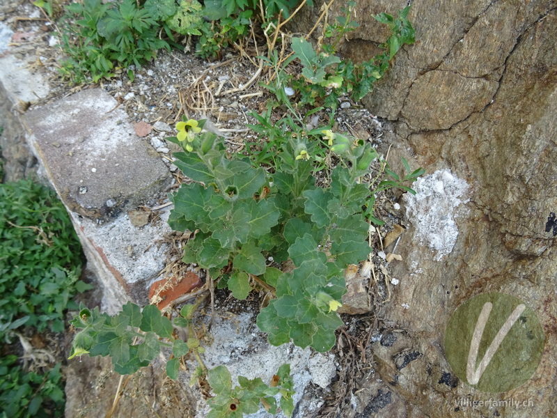 Weisses Bilsenkraut: Gesamtbild