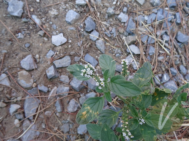 Europäische Sonnenwende: Gesamtbild, Blüten