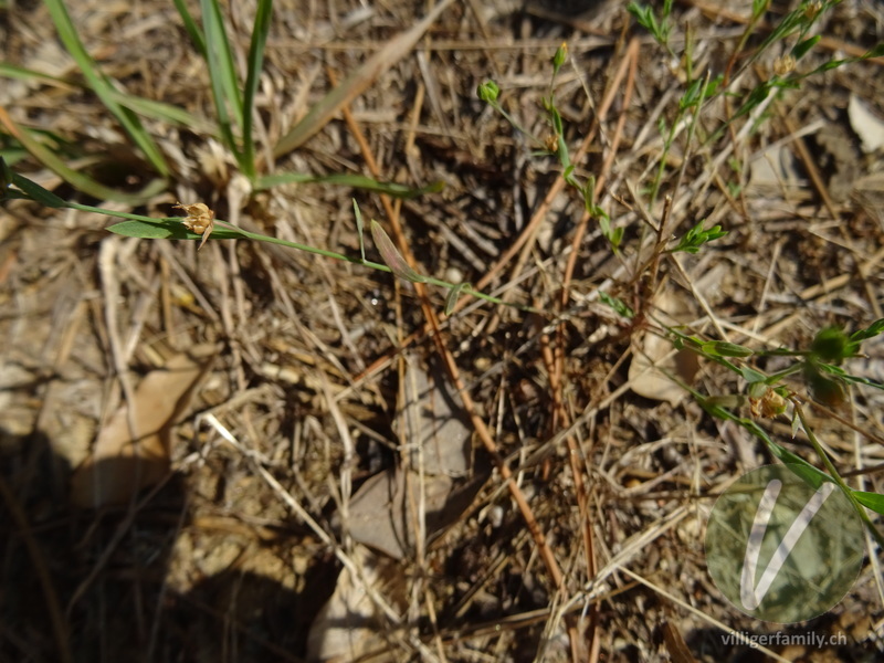 Lein (Linum strictum): Blätter, Stengel