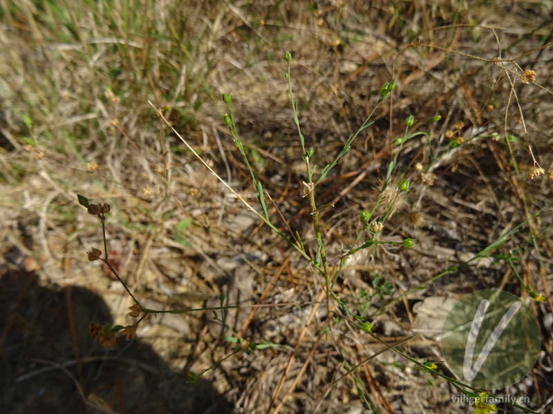 Lein (Linum strictum): Gesamtbild, Stengel