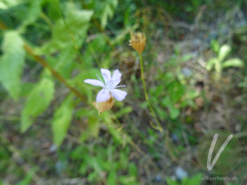 Sprossende Felsennelke: Blüten