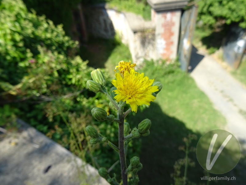 Savoyer Habichtskraut: Blüten