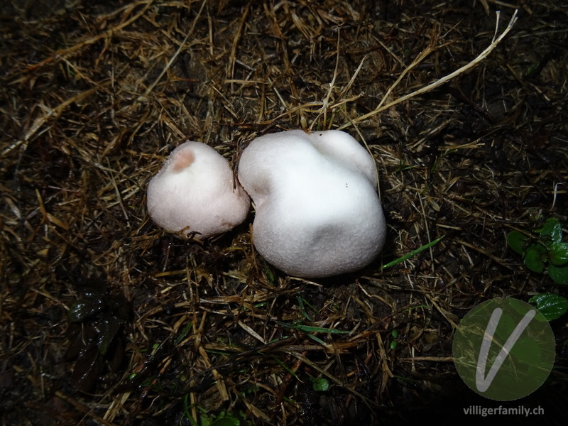 Wiesen-Champignon: 