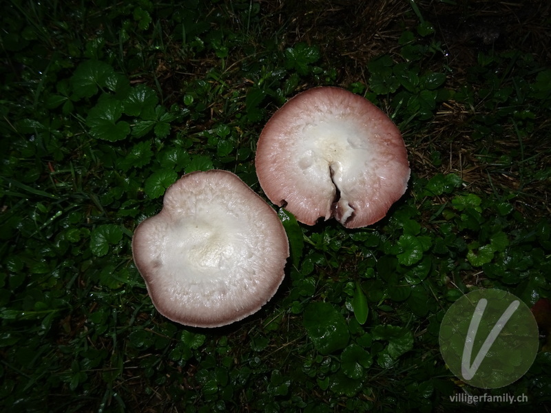 Wiesen-Champignon: 