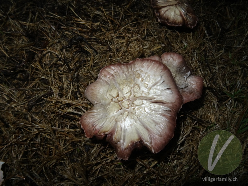 Wiesen-Champignon: 