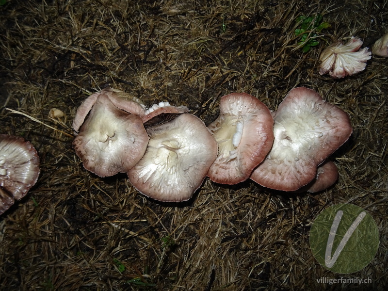 Wiesen-Champignon: 