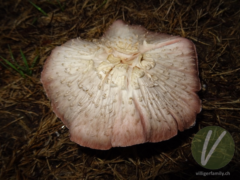 Wiesen-Champignon: 